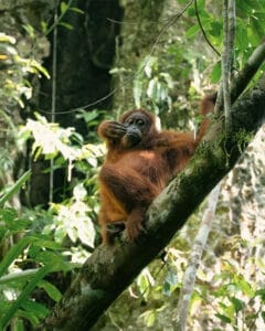Five days jungle trekking