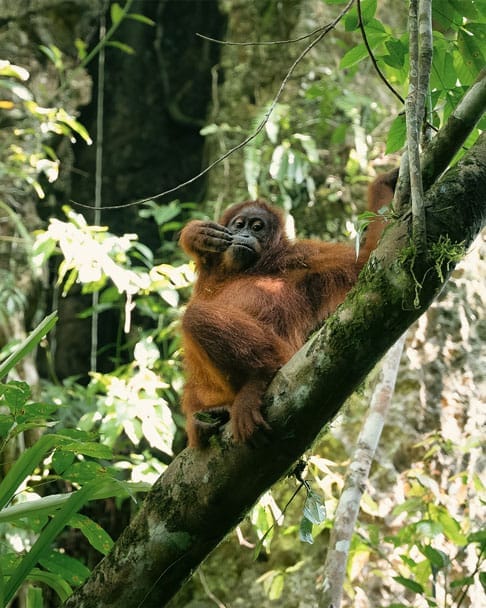 Five days jungle trekking