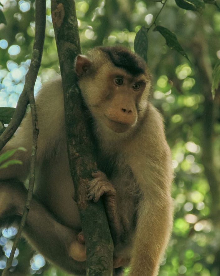 Five days jungle trekking