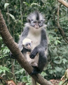 one day jungle trekking