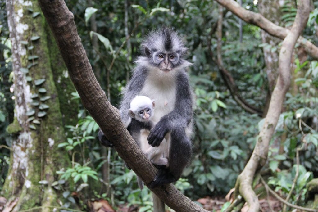 three hours jungle trekking