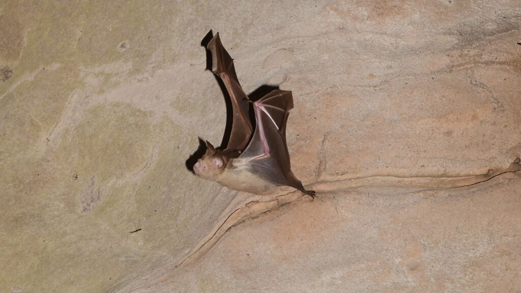 bat cave