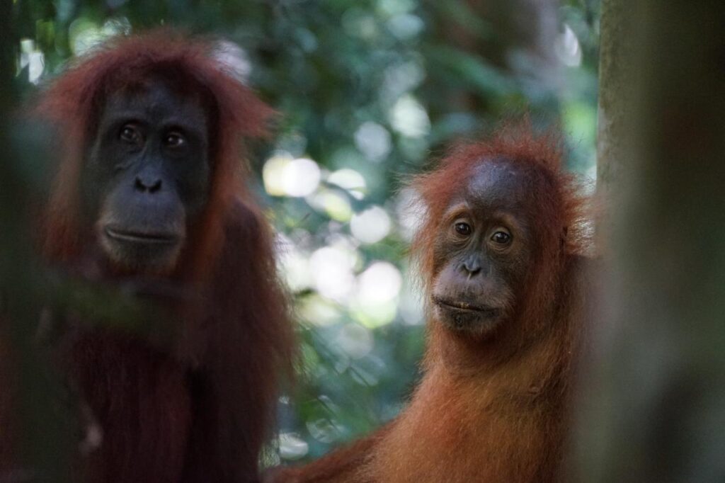 visit sumatra jungle to see sumatra orangutan