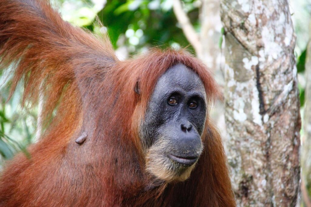 Sumatra Orangutan trekking