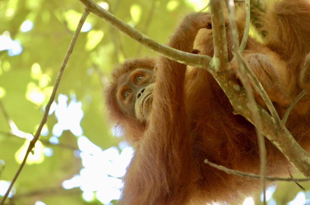 Sumatra Orangutan trekking