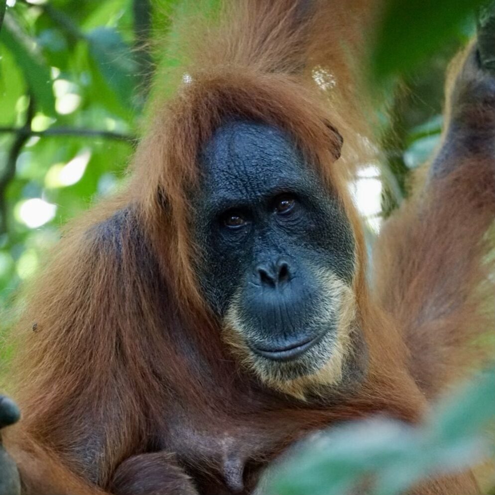 Sumatra Orangutan trekking