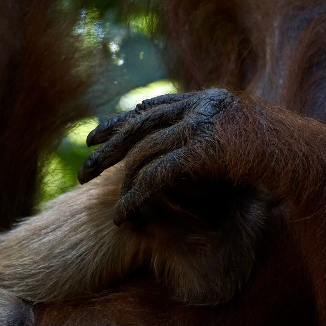 Sumatra Orangutan trekking