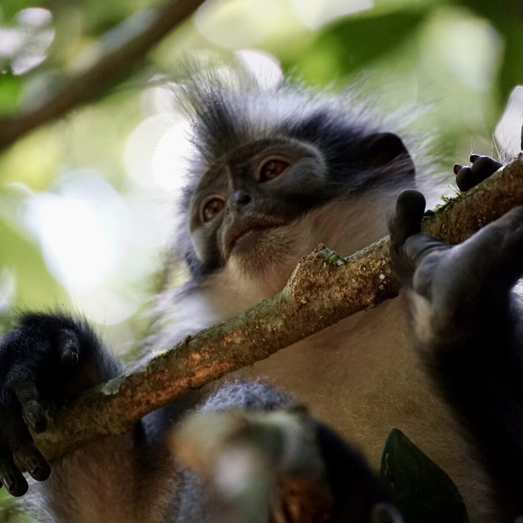 Sumatra Orangutan trekking