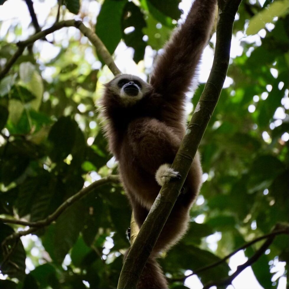 Bukit Lawang jungle trekking