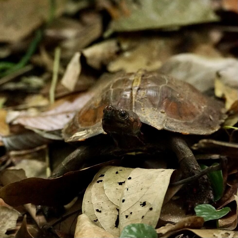 Bukit lawing jungle trekking
