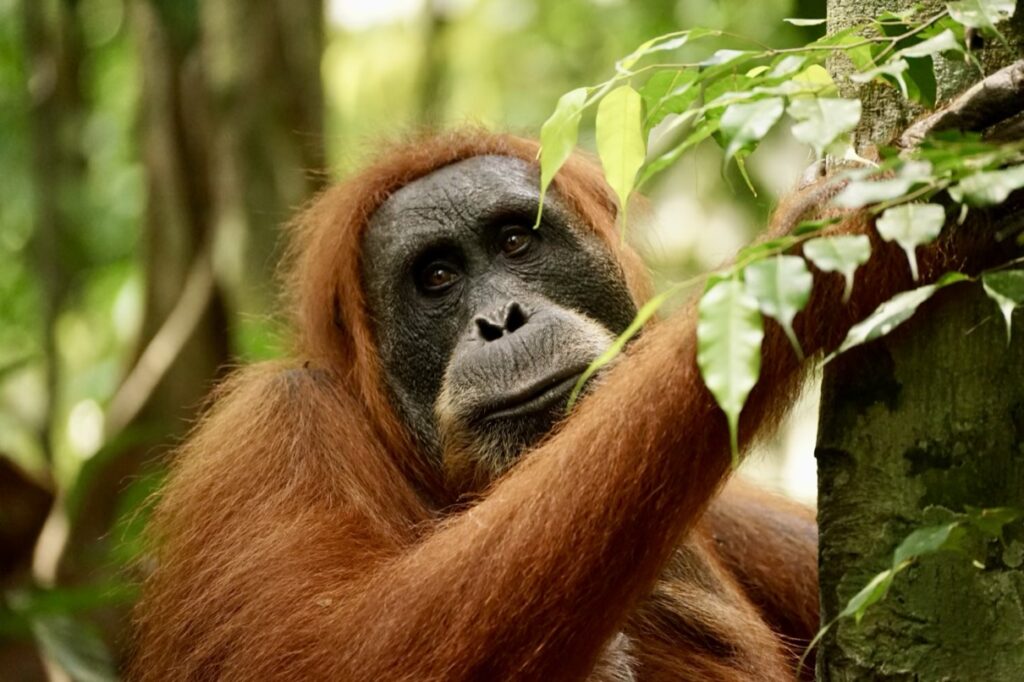 Sumatra Orangutan trekking