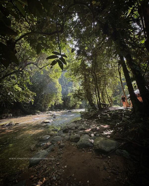 Bukit lawang campsite