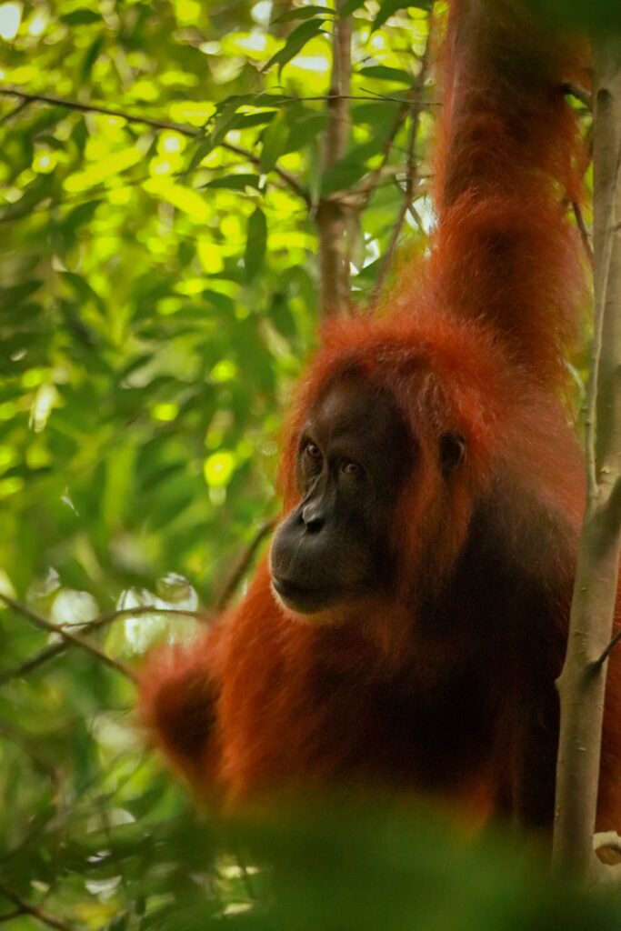 Ethical Rules for Jungle Trekking in Bukit Lawang