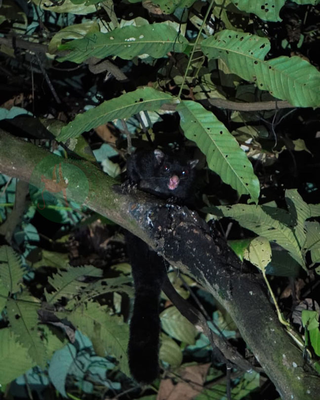 sumatra tour adventures