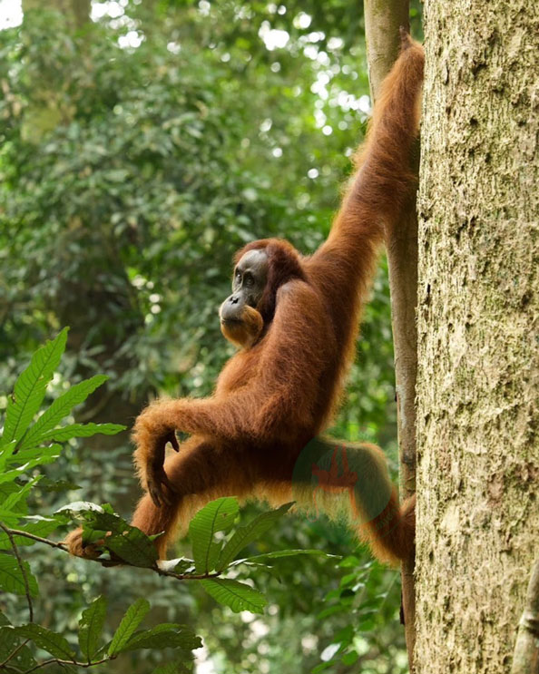 sumatra orangutan trekking