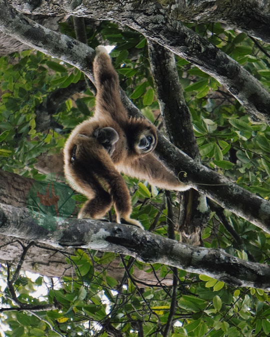 sumatra tour adventures