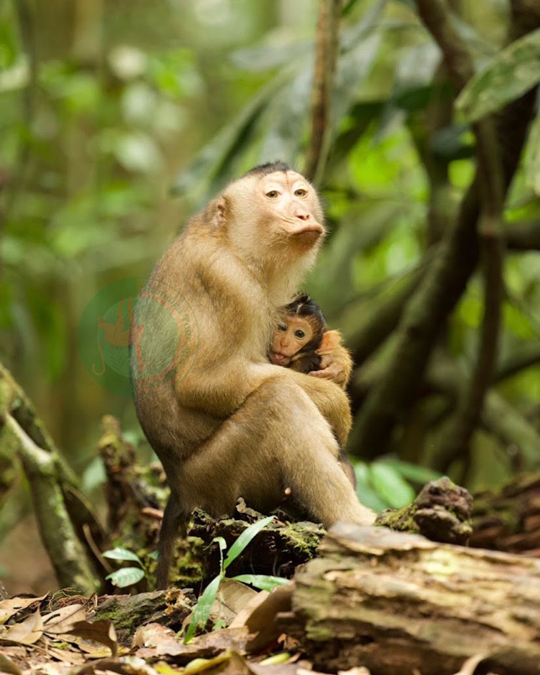 sumatra tour adventures